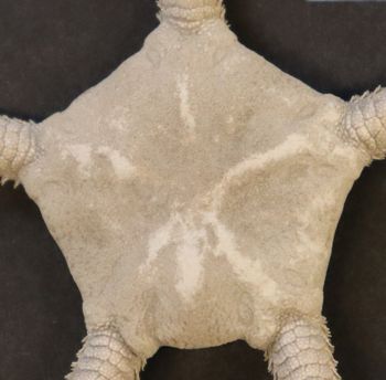 Media type: image; Invertebrate Zoology OPH-932